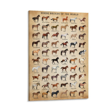 Horse Breeds Poster Horse Type Poster Horse Knowledge Horse Breeds Of