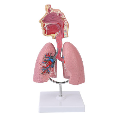 Respiratory System Model, Realistic Detachable Human Lung Model ...