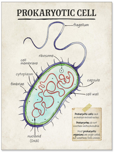 Prokaryotic Cell Cellular Structure Classroom Poster. Inspirational and ...