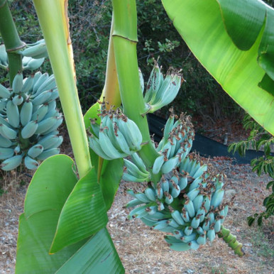 Blue Java Banana Tree Live Plant, Ice Cream Banana Plant 4 to 6 Inc ...