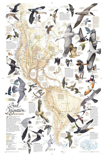 Na Raka Map Bird National Geographic: Bird Migration Wall Map, Western Hemisphere - 20. ...