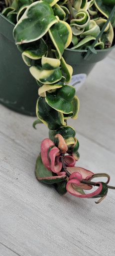 Hoya Variegated Compacta aka Variegated Hindu Rope Live Rare House ...