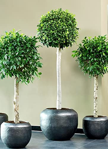 Ficus Benjamina Bonsai Weeping Fig Tree Benjamin Fig Ficus Tree Java ...