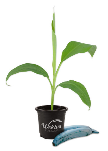 Java Cream Tree Ice Cream Banana Tree - Live Tree in a 4 Inch Pot - Blue Java - Edible ...