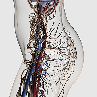 Posterazzi Medical illustration of arteries veins and lymphatic system ...
