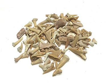 Real Sand Shark Teeth Fossils - Natural 1/4 Pound Pack For Collection & Crafts