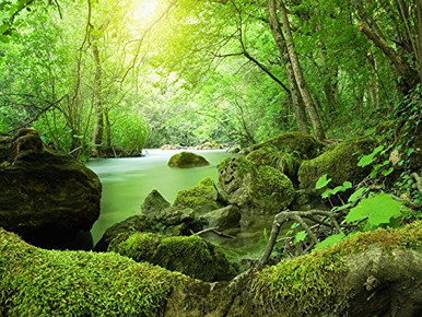 DZJYQ 6 5x5ft 2x1 5m Gorgeous Summer Autumn Winter Spring Green Forest ...