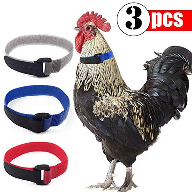 GABraden 3 Pack Anti Crow Rooster Collar No Crow Noise Neck Belt for ...