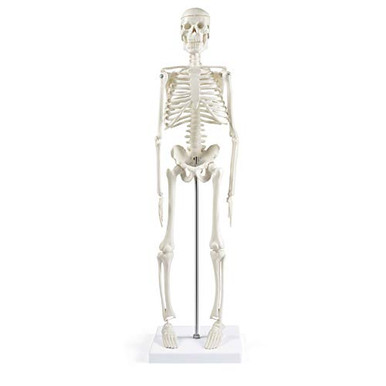 Human Skeleton Model for Anatomy17Mini Human Skeleton Model with ...