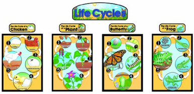 Carson Dellosa Life Cycles Bulletin Board Set 3425 - Warehousesoverstock