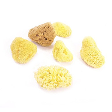 Amazing Child 6 Assorted Mini Natural Sponges - a Variety of Different ...