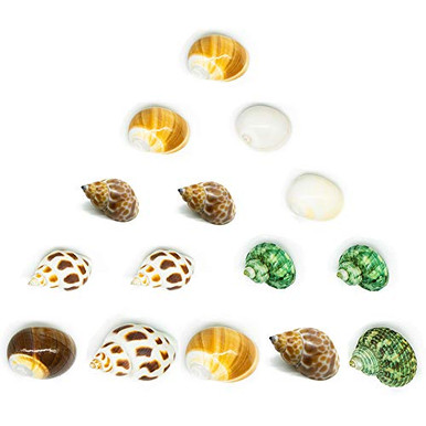 Hermit Crab Shells Turbo Shells 15Pcs Assorted Turbo Shells Opening ...