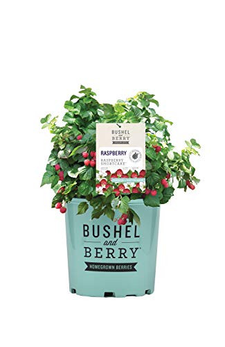 Bushel and Berry - Rubus Raspberry Shortcake Thornless Raspberry Edible ...