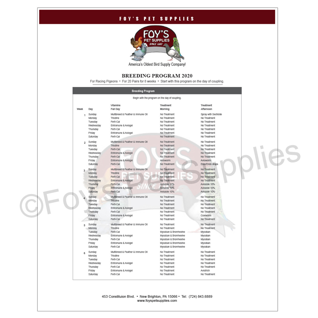 Foy's Breeding Program For Racing Pigeons foy-s-breeding-program-for-racing-pigeons