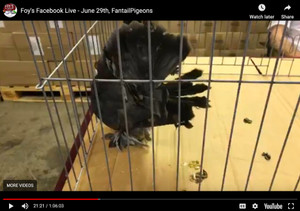 Foy's Facebook Live - Fantail Pigeons (June 29, 2018) Foy's Facebook Live - Fantail Pigeons (June 29, 2018)