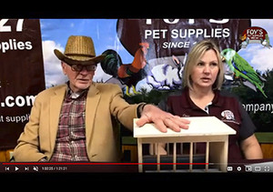 Foy's Facebook Live - April 10, 2020 - Ornithosis, Mycoplasmosis, and if time permits - Pigeon Pox! Foy's Facebook Live - April 10, 2020 - Ornithosis, Mycoplasmosis, and if time permits - Pigeon Pox!