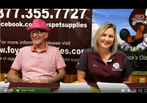 Foy's Facebook Live - August 28, 2020 (Pigeon Accessories)