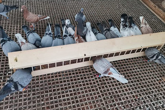 Elevating Pigeon Racing: The Ultimate Guide to Pigeon-Specific Bird Feeders