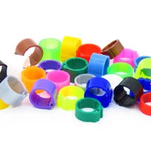Pigeon Leg Band Size Guide: What Size Band Does Your Pigeon Need?