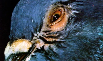 ORNITHOSIS (One Eye Colds)
