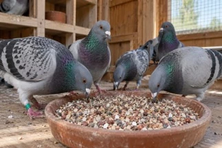 Best Grit for Pigeons: Types of Grit and How to Choose the Right One