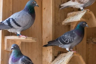 Best Perches for Pigeons: V-Perches, T-Perches and Platform Perches