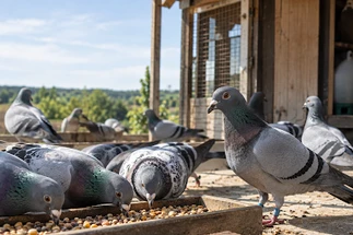 What Supplements Do Racing Pigeons Need During Racing Season?