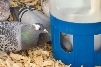 Pigeon Drinkers: Ensuring Optimal Hydration for Your Feathered Friends
