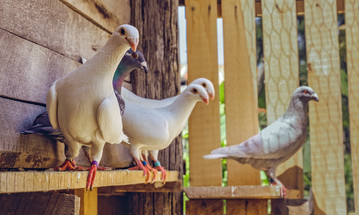 General Pigeon Health Tips