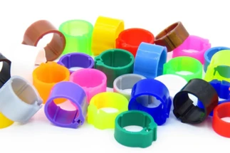 Pigeon Leg Band Size Guide: What Size Band Does Your Pigeon Need?
