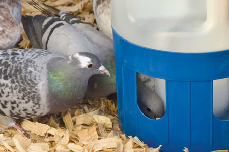 Pigeon Drinkers: Ensuring Optimal Hydration for Your Feathered Friends Pigeon Drinkers: Ensuring Optimal Hydration for Your Feathered Friends