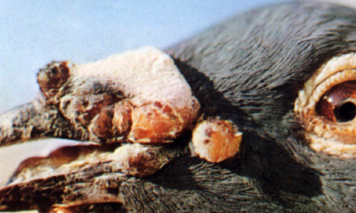 Pigeon Pox Pigeon Pox