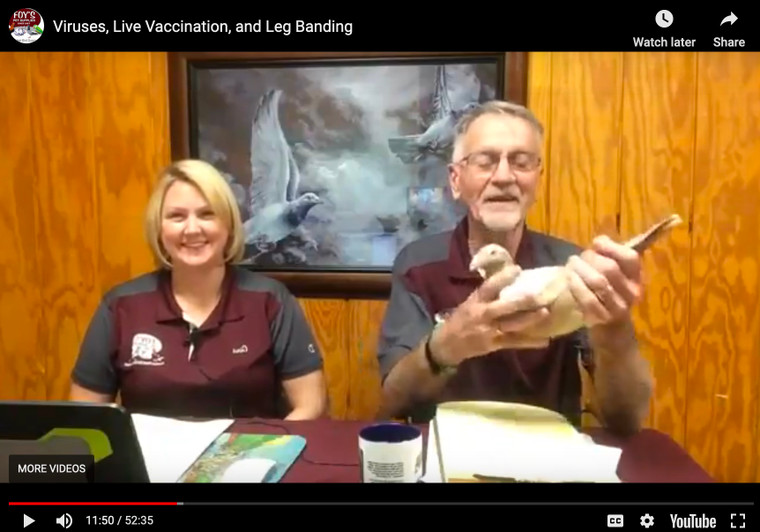 Foy's Facebook Live - Viruses, Live Vaccination, and Leg Banding
