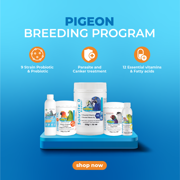 #21 VETAFARM PIGEON BREEDING PROGRAM