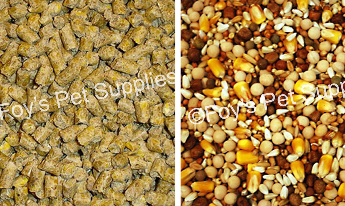 FEED FOR PIGEONS Foy's Pet Supplies