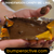 Bumper Sticker: summerween candy be like