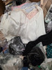 442pc PETITE PLUME Dominique MIRACLESUIT Wacoal BLUEBELLA Polo #PAL-348