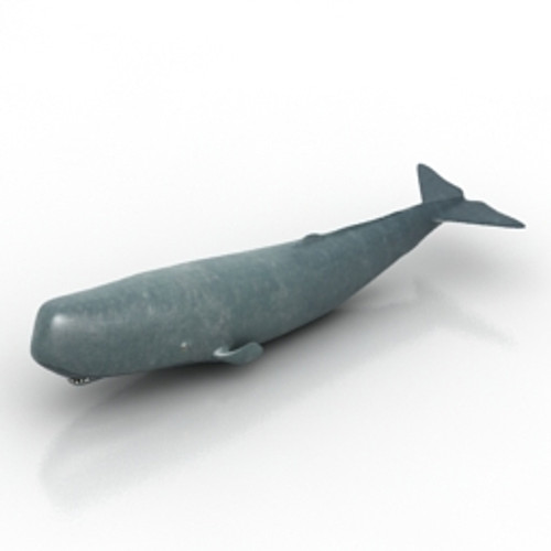 Sperm whale 3D Model