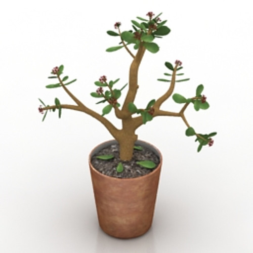 Plant Crassula  - 3D model
