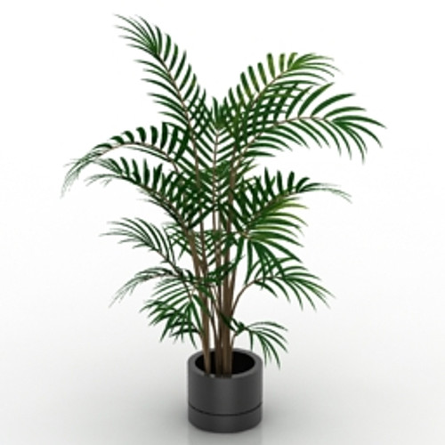 Palm 3D Model