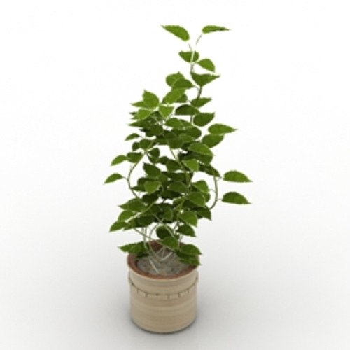 Plant 3D Model