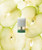 Ripple+ ROYAL Green Apple Pod 2ct Ripple+