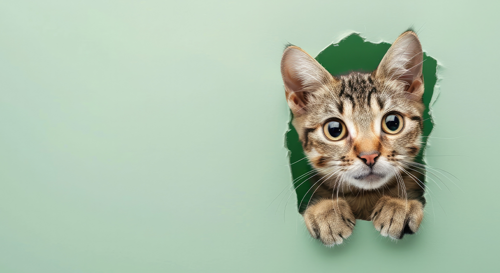 imagen Veterinaria