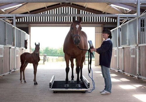 Horse Weigh Scale Ludlow