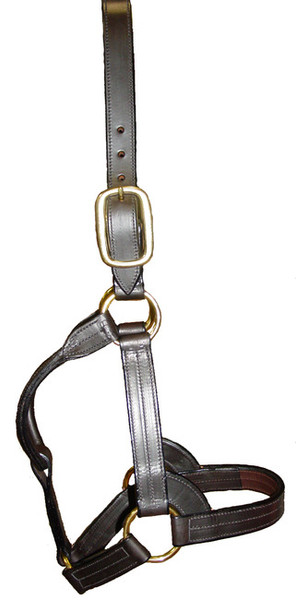 Halter Stallion