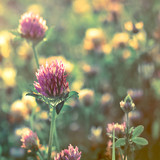 Managing menopause naturally with red clover