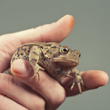 How to Get Rid of Warts