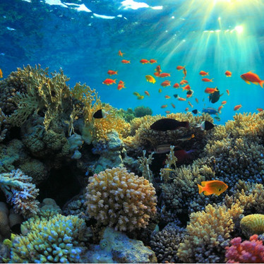 Is Your Sunscreen Reef Safe?