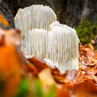 The Magic of Functional Mushrooms