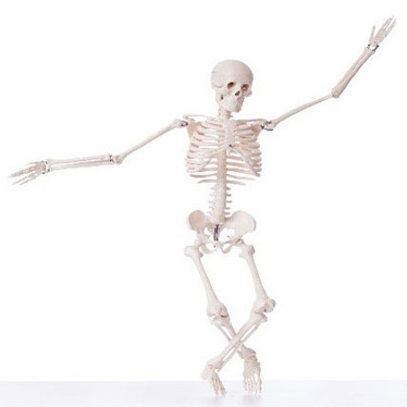 How to build a good skeleton – and keep it that way!